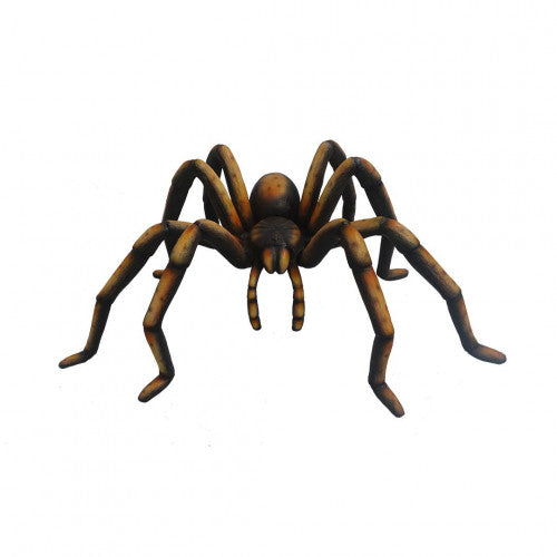 Halloween Recluse Spider, Black