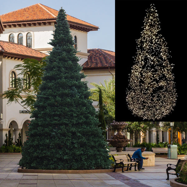 30' Sterling Co-Axial Summit Tree, WW LED Co-Axial