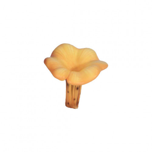 Mushroom Chanterelle