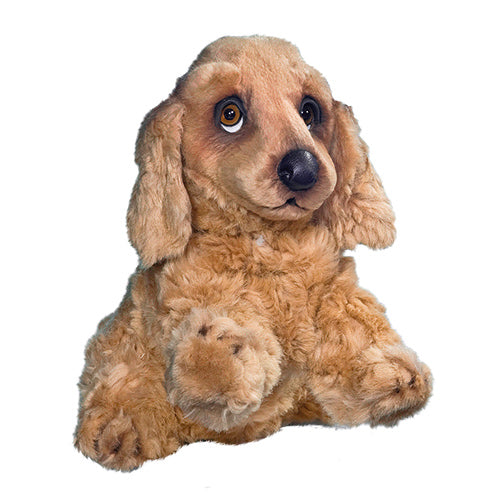 Cocker spaniel, sitting.